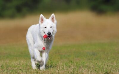 Prepare Your Pet for the Back-to-School Transition