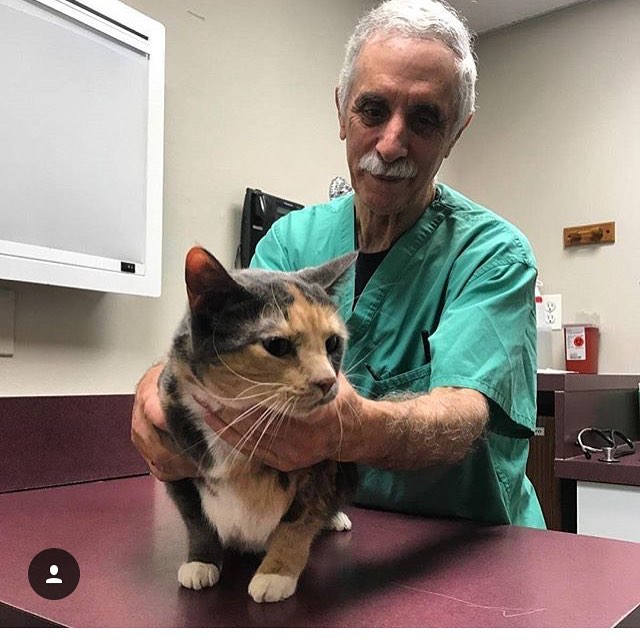 vet with a cat