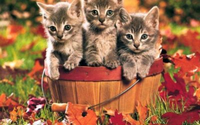 Fall Feline Safety Tips