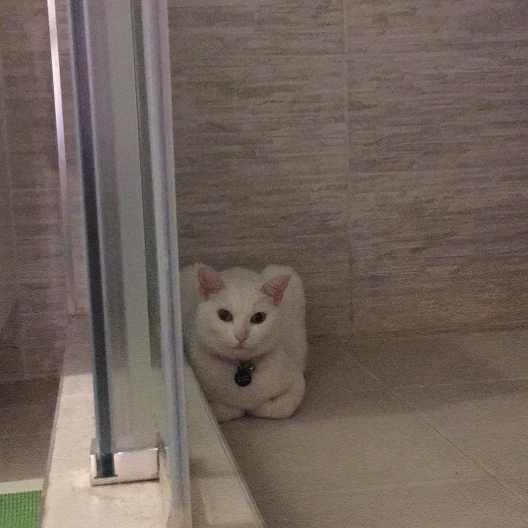 cat in a shower