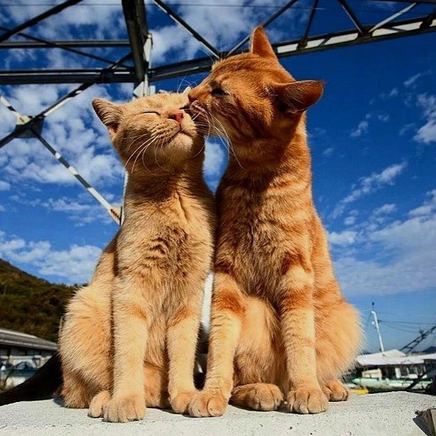 two cats licking