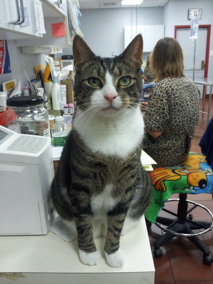 cat sitting at vet