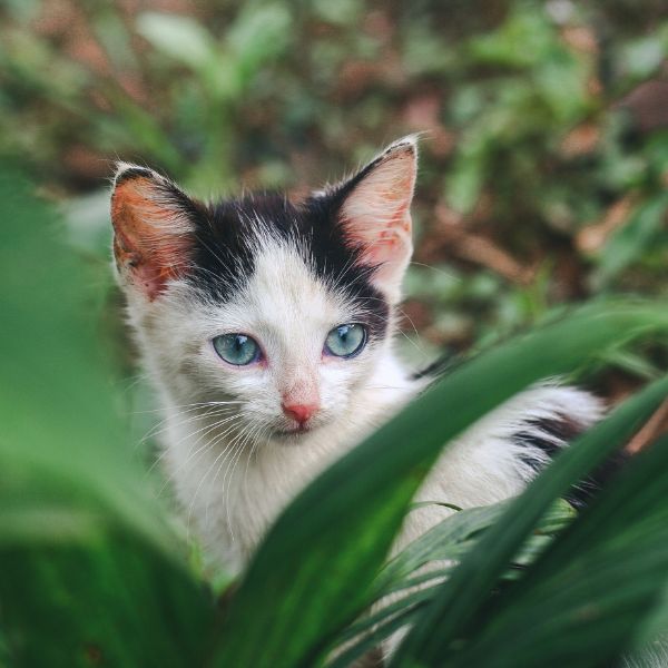 Closeup shot of a small white cat in the nature