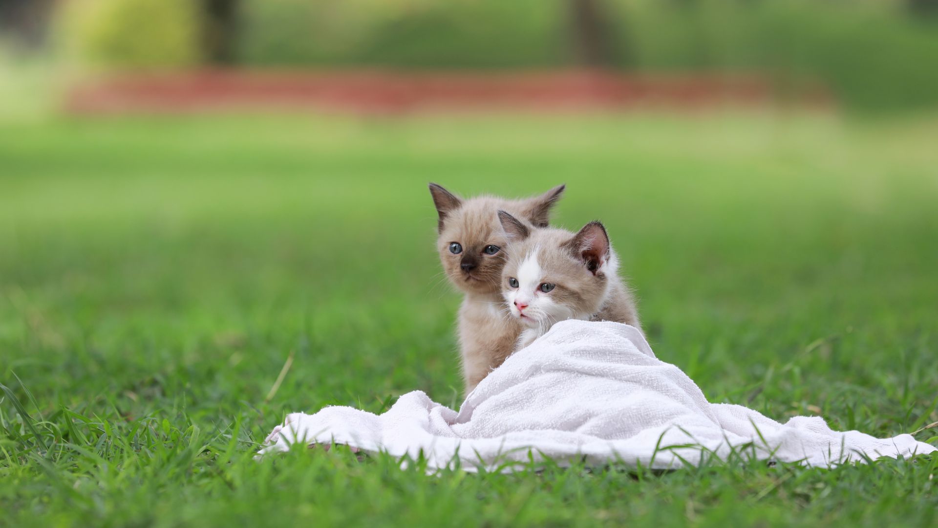 Hill cat. Кошки маленькие котята в платье