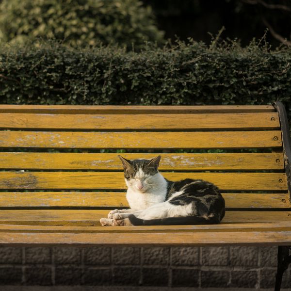 cat sitting on the bench