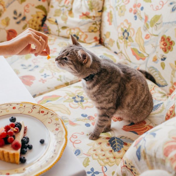 Cute cat eats something delicious from hosts hand, poses at sofa at home near plate