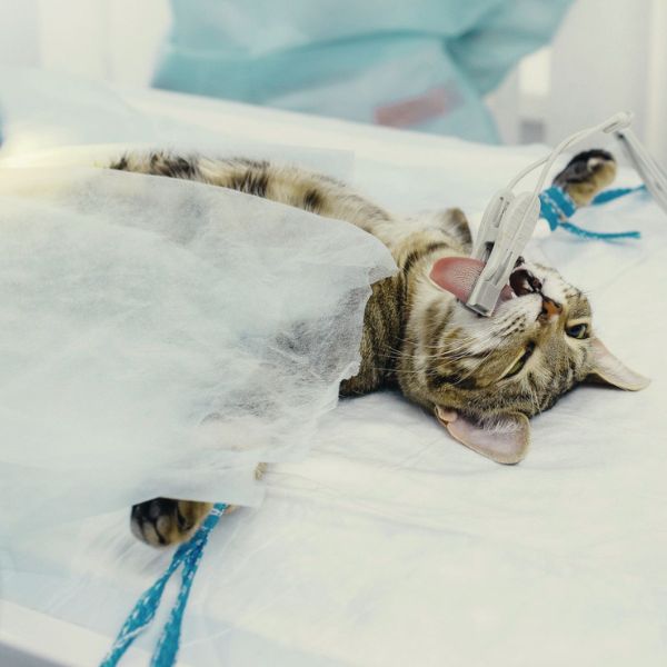 cat getting endoscopy