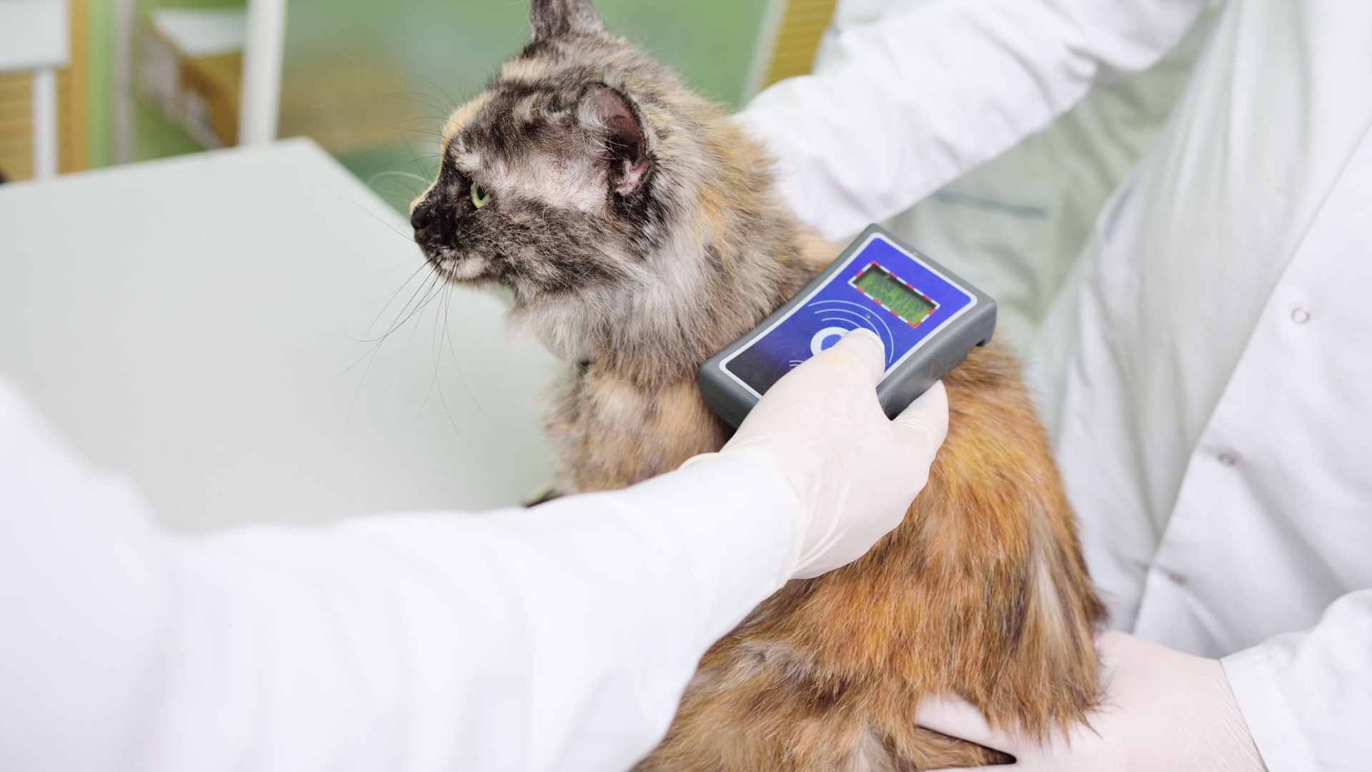 cat getting scanned for micro chip