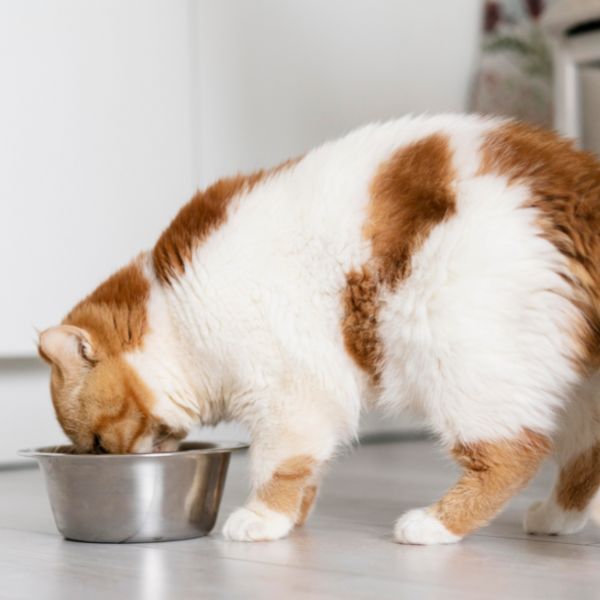 Cute cat eating food from bowl