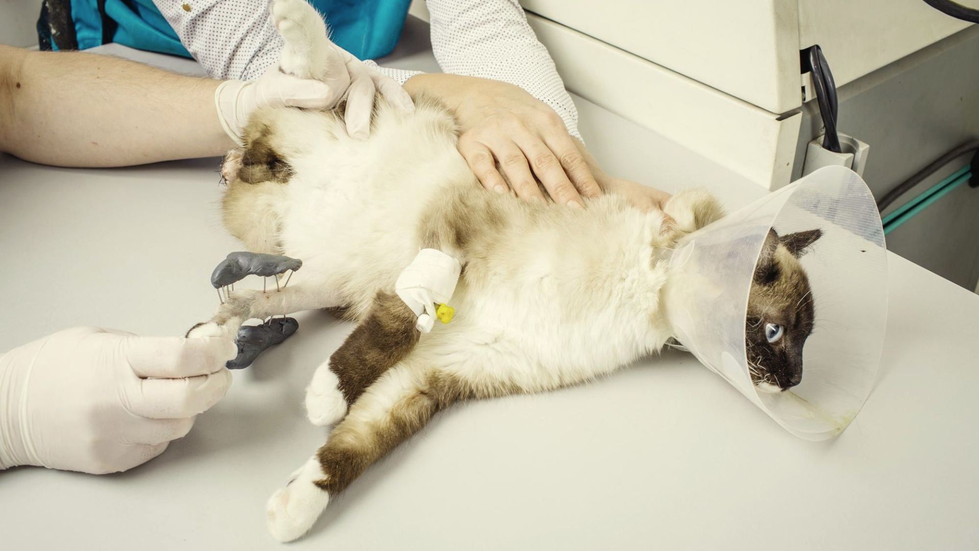 Doctor examining cat in xray room