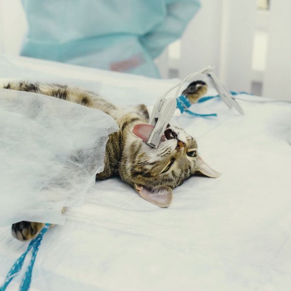 cat in surgery room