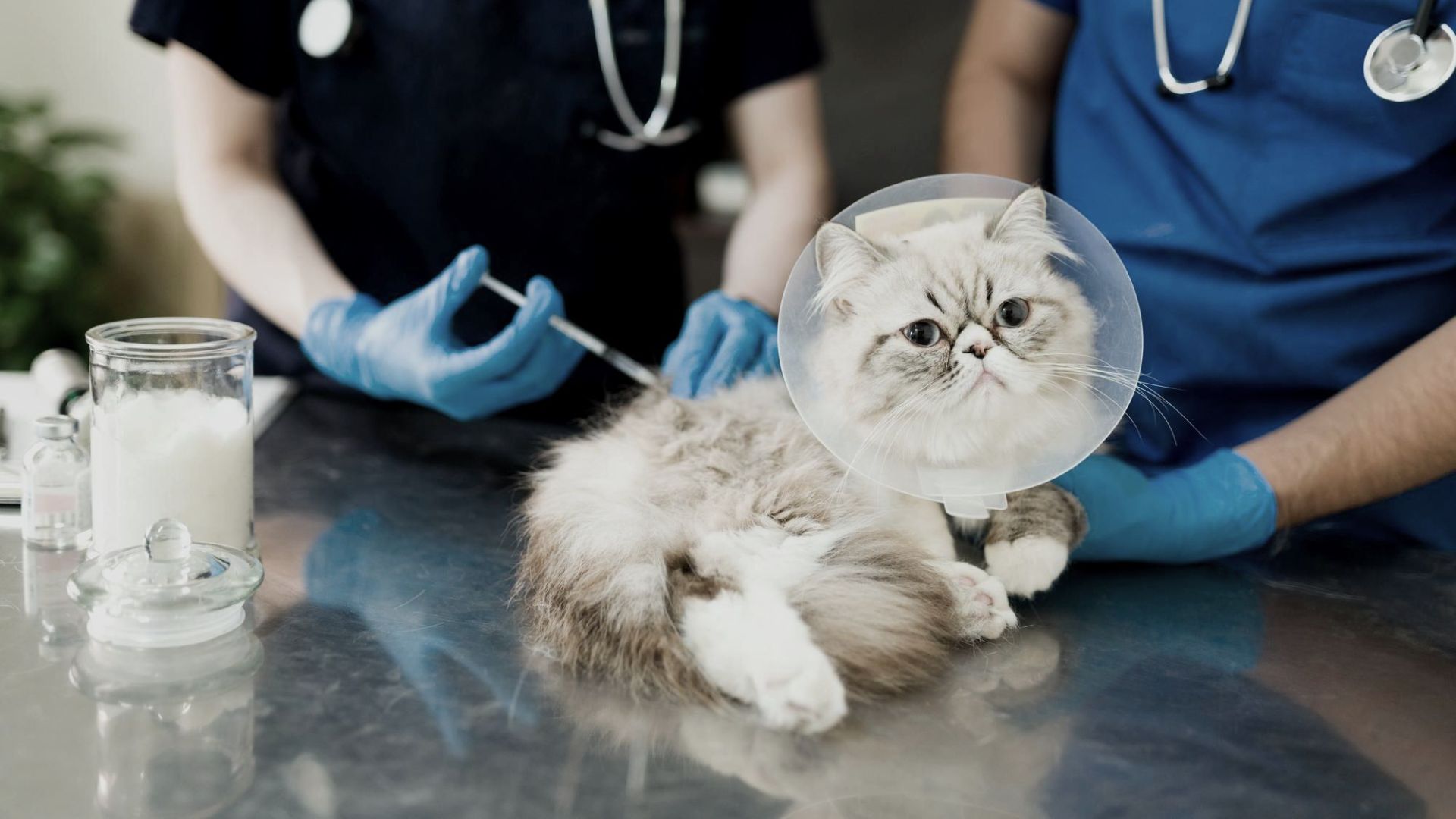 a sick persian cat lying at the examination table while a woman and man vet put on a vaccine or medicine with