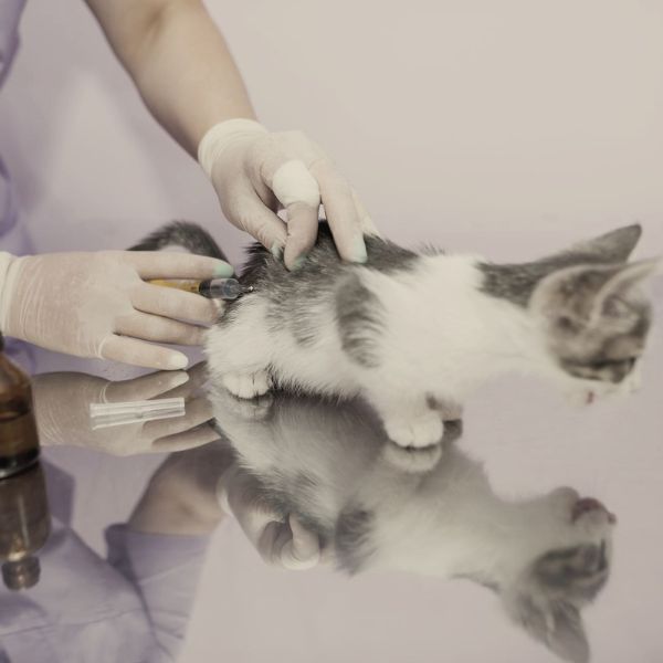 The veterinarian gives an injection to a small cat services in veterinary clinic cat vaccination