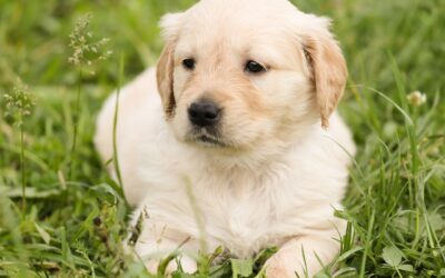Protect Your Pet from Lyme Disease