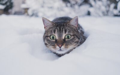 Winter Watch: Ensuring Your Pet’s Coziness in Cold Conditions