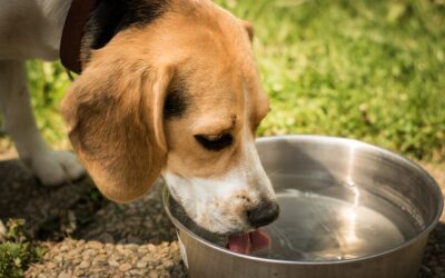 Pet Hydration: A Guide for Owners