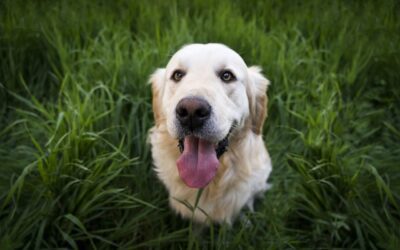 Helping Your Dog Thrive After a Lyme Disease Diagnosis